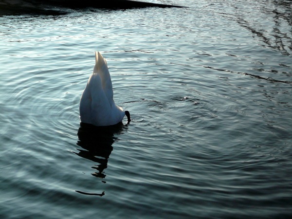 cygne3