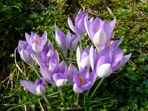crocus.JPG