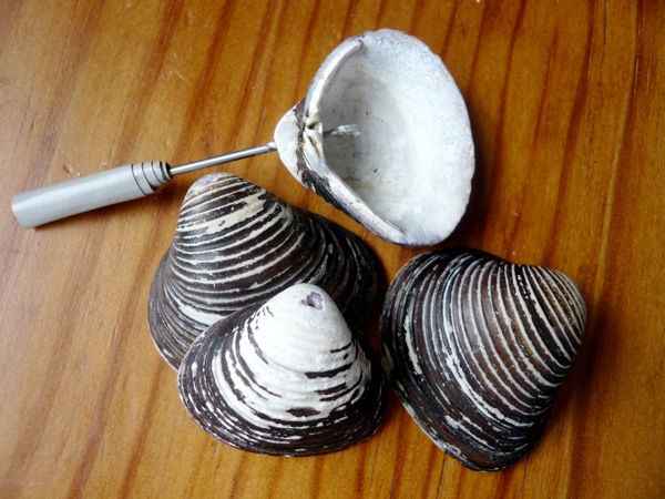coquillages chale.JPG