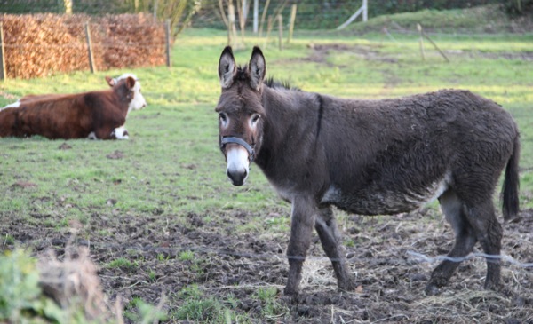 aneboeuf