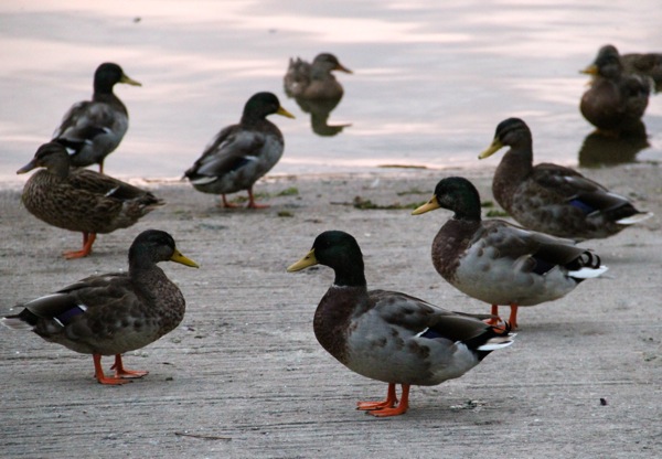 canards