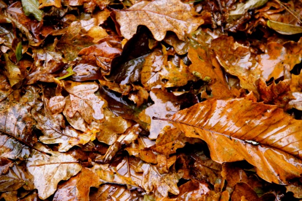 feuilles rainbow