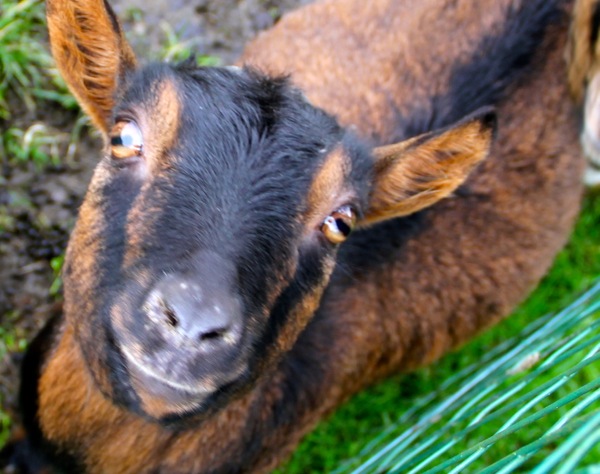 chevre rainbow